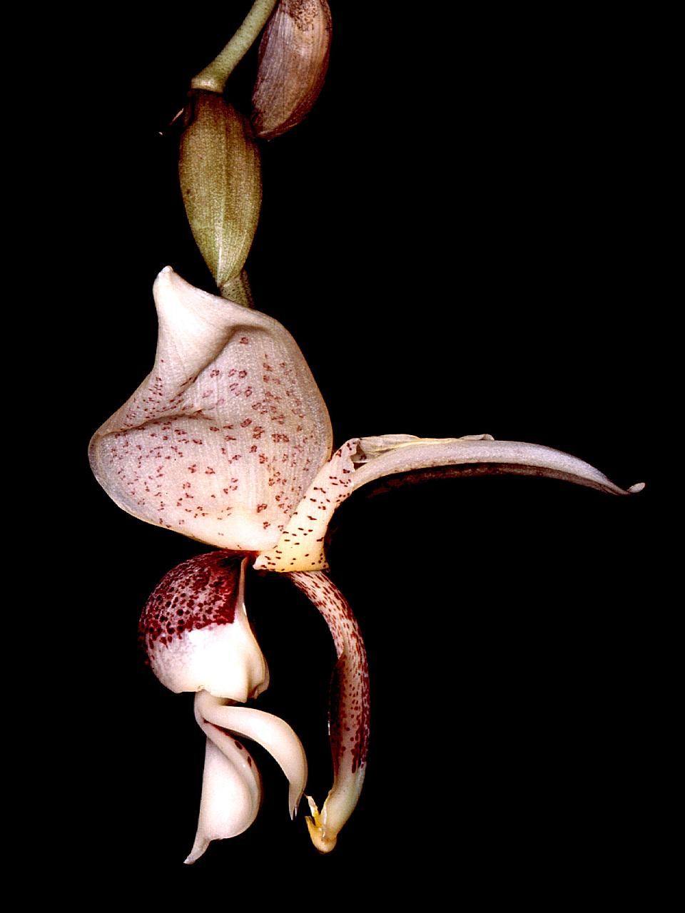 Stanhopea - Wikipedia