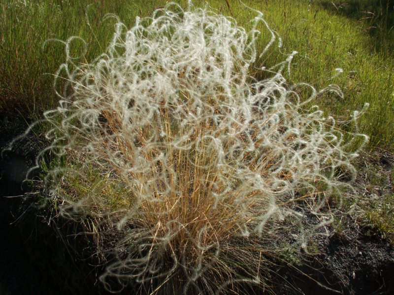 File:Stipa pennata2.jpg