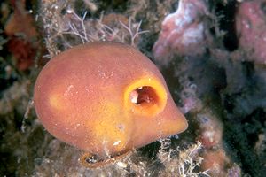 Suberitidae family of sponges