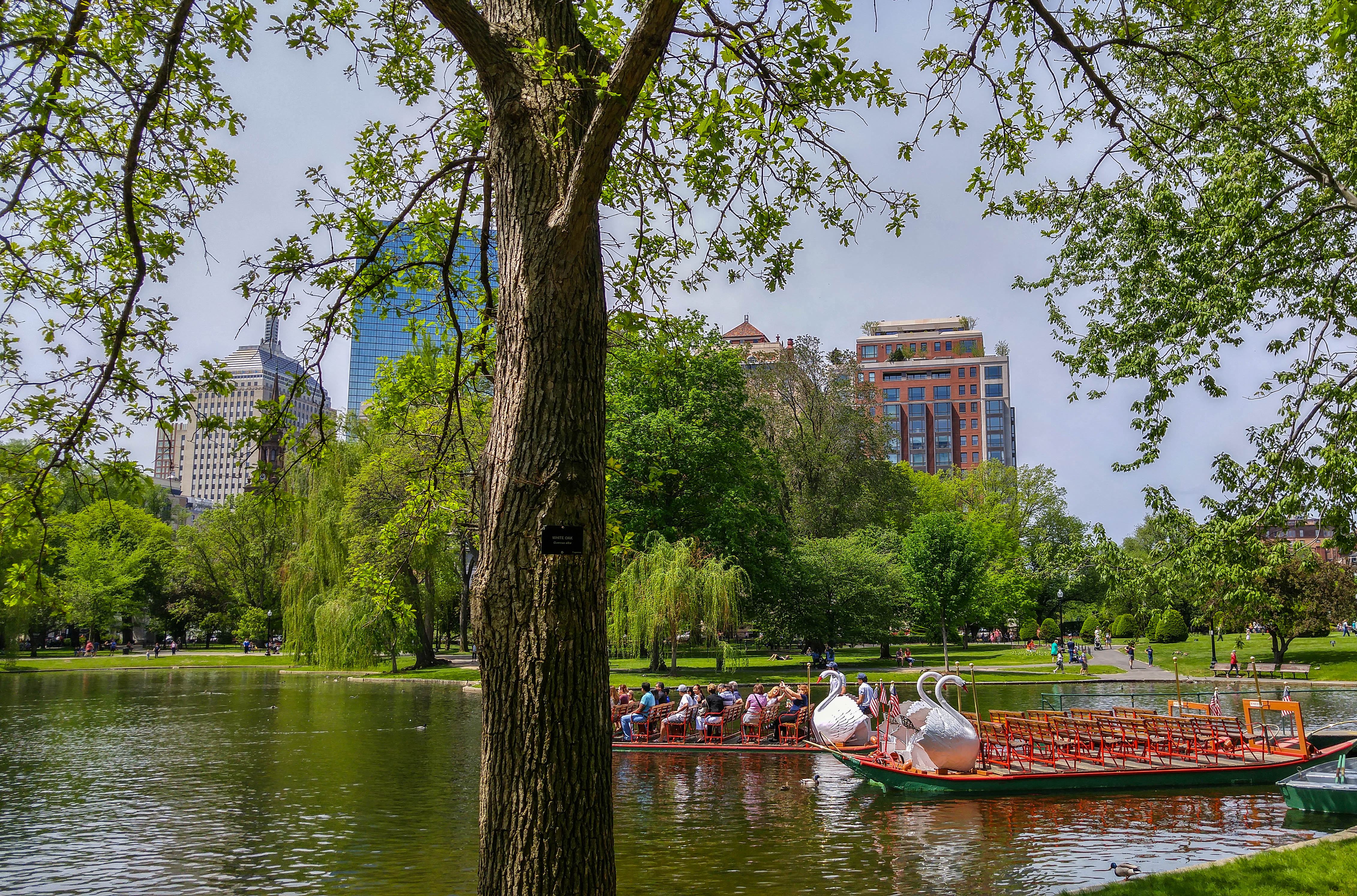 File Swan Boats At Boston Public Garden Jpg Wikimedia Commons