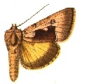 <i>Syngrapha diasema</i> Species of moth