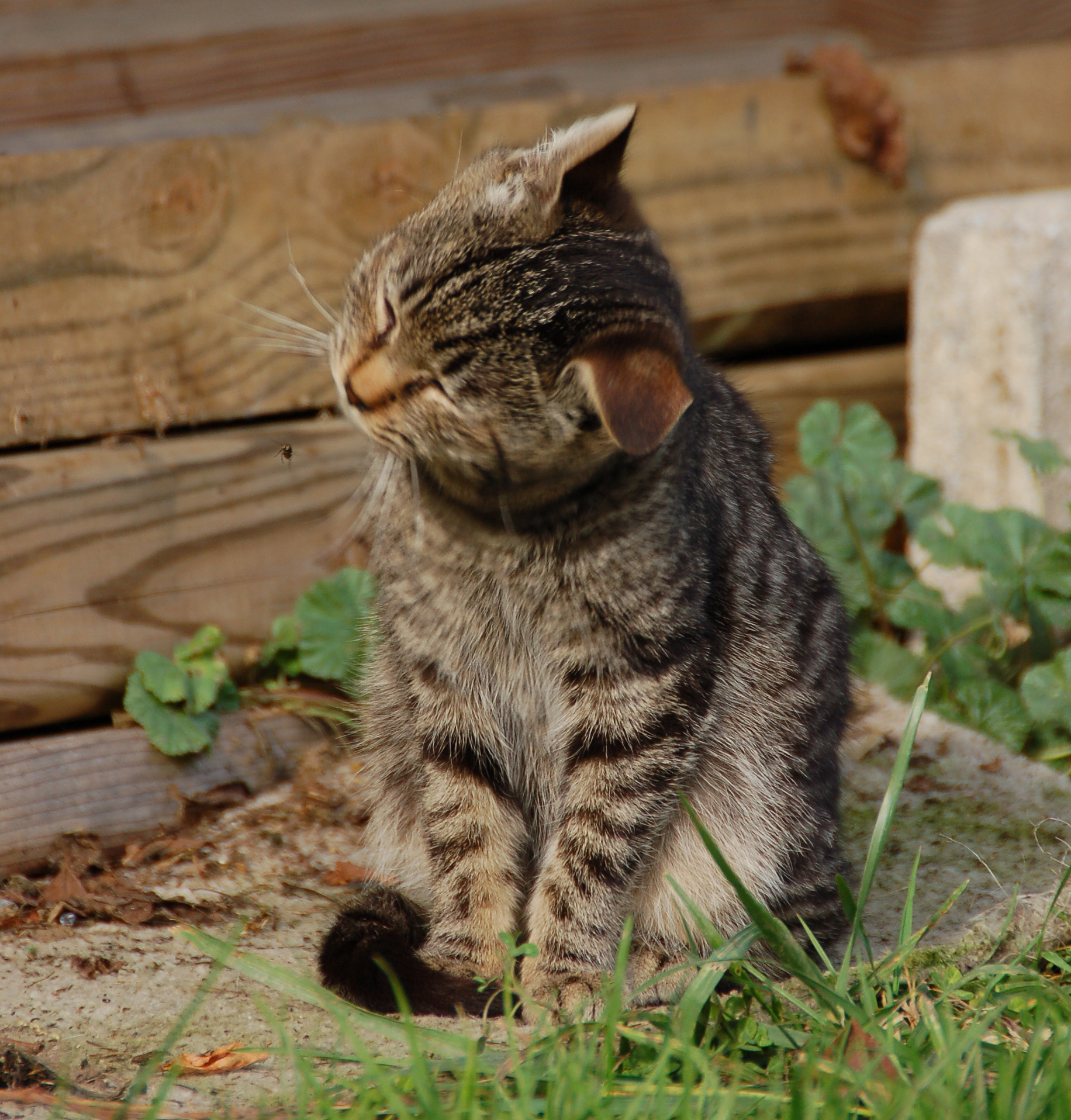 Кот чешет. Felis Silvestris catus. Кот поджал уши. Острожные коты. Кошка шевелит ушами.