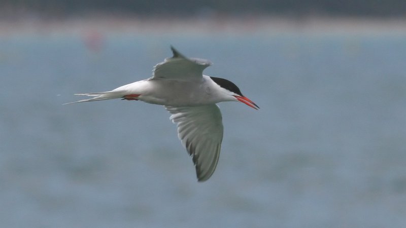 File:Tern (Sterna hirundo) (3).jpg