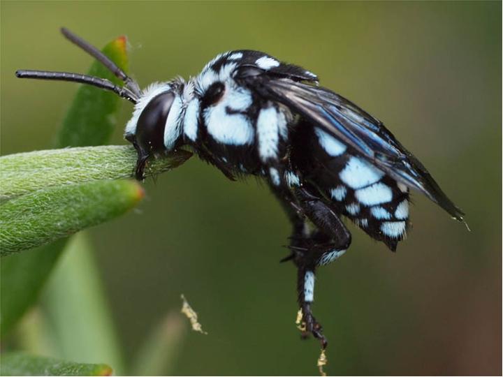 File:Thyreus caeruleopunctatus1.jpg