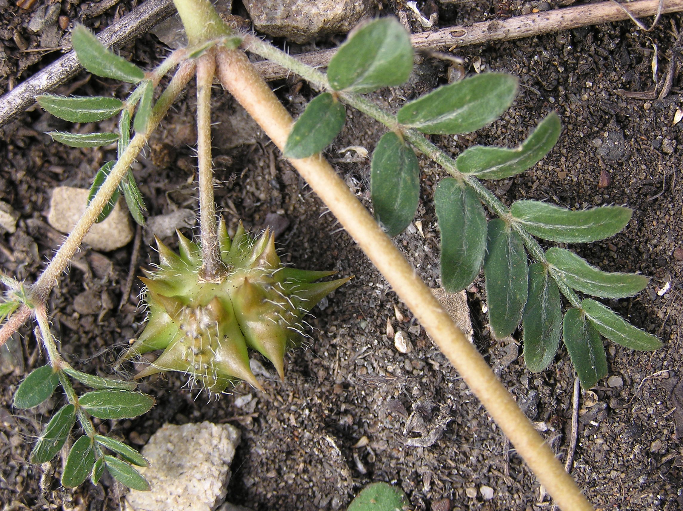 Tribulus Terrestris - The Swell Score