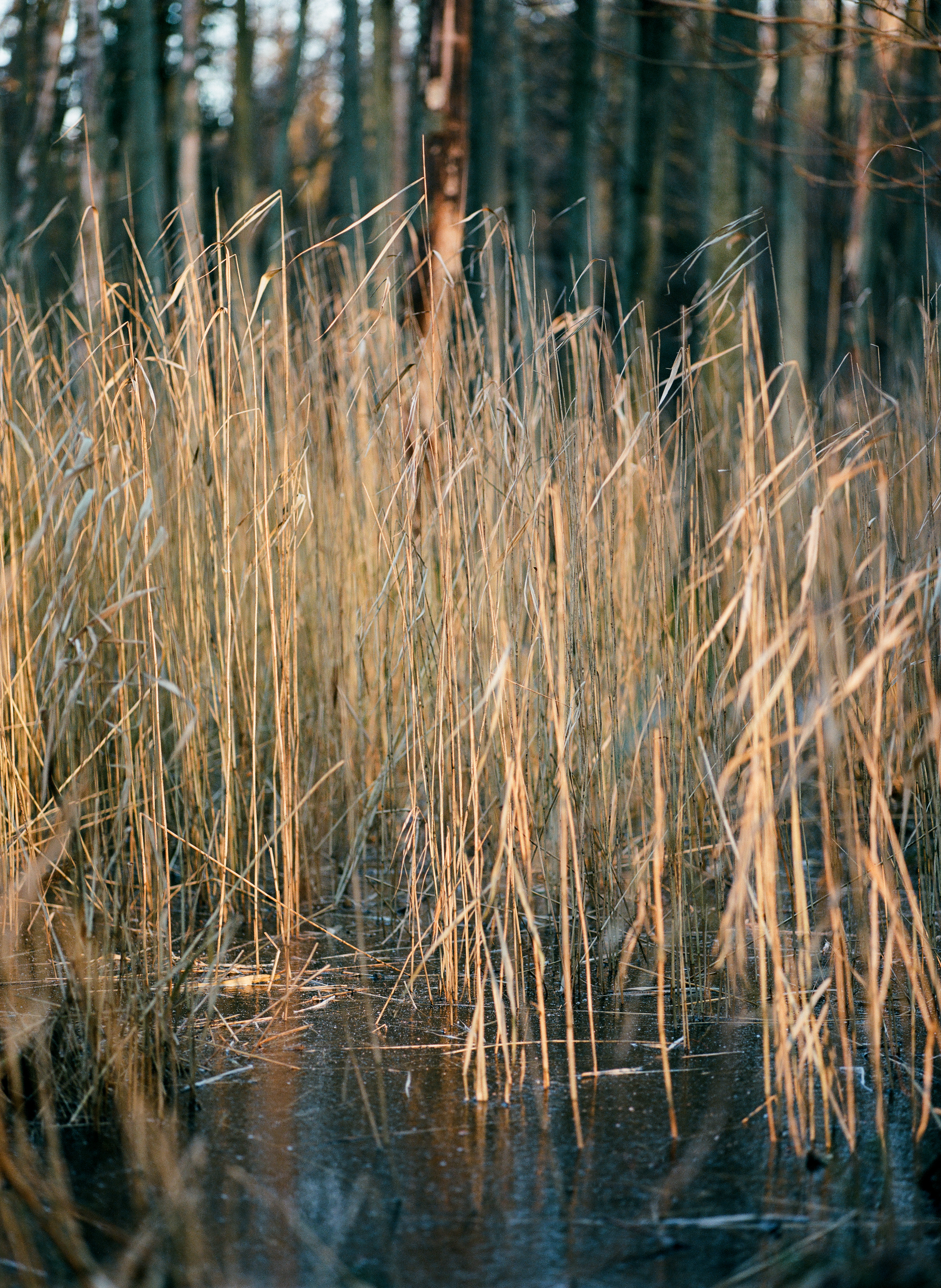 File Trockenes Gras In Gefrorenem Tumpel Im Darsswald Jpg Wikimedia Commons