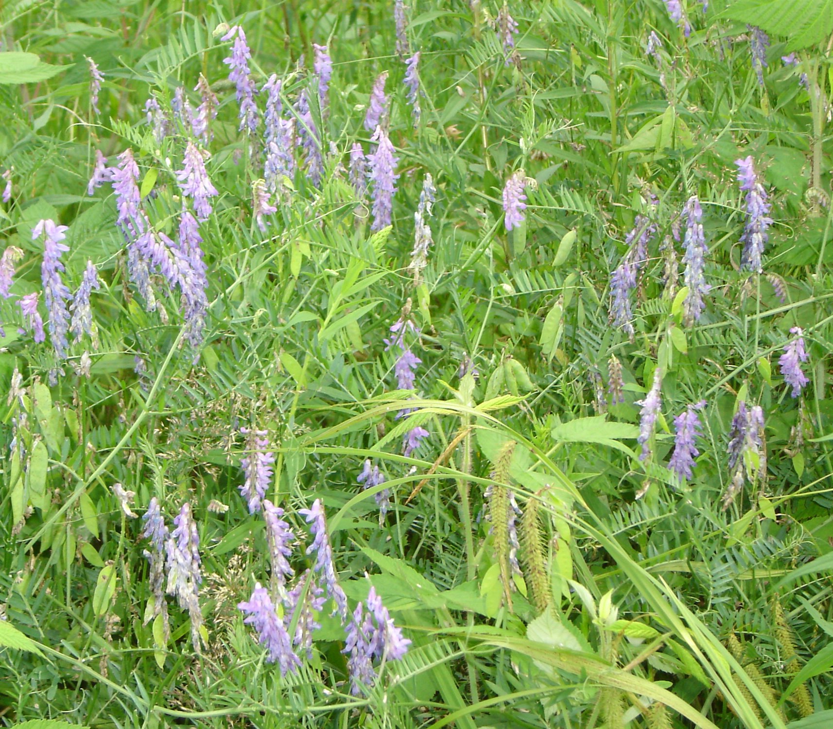 Tufted vetch vicia cracca