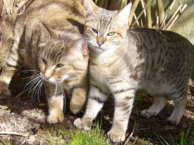 mini bobcat cats