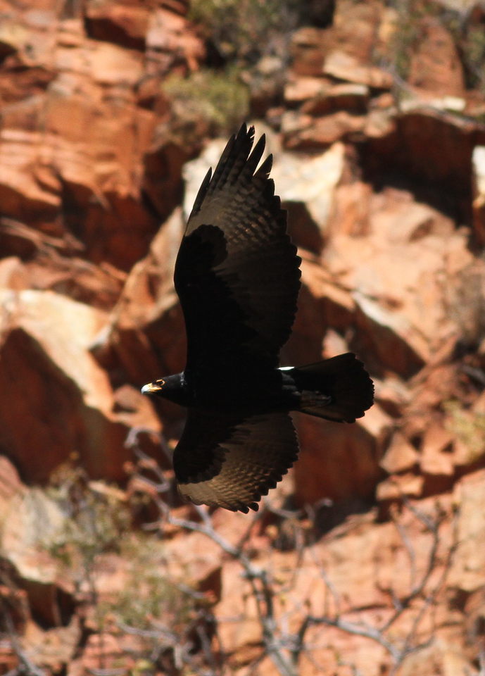 File:Verreaux's Eagle (Black Eagle), Aquila verreauxii bringing baby eagle  nappies to the nest at Walter Sisulu National Botanical Garden,  Johannesburg, South Africa (14548427890).jpg - Wikimedia Commons