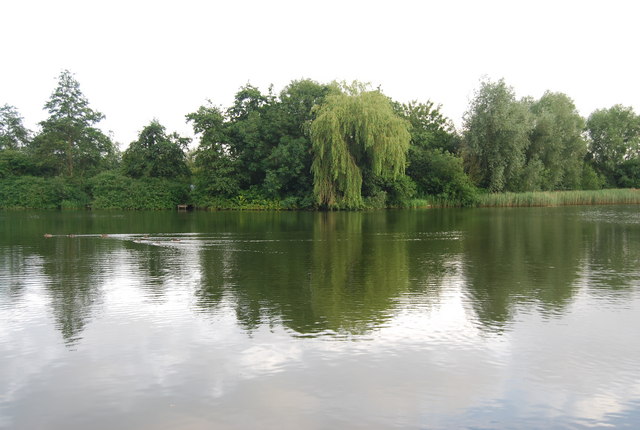 Weeping Willow, University Broad, UEA - geograph.org.uk - 1389800