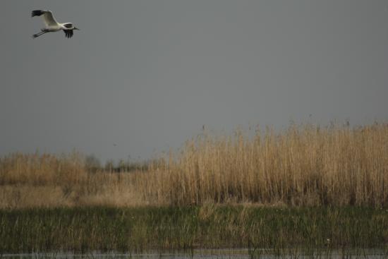 File:Whooping Crane in Flight (6923692225).jpg