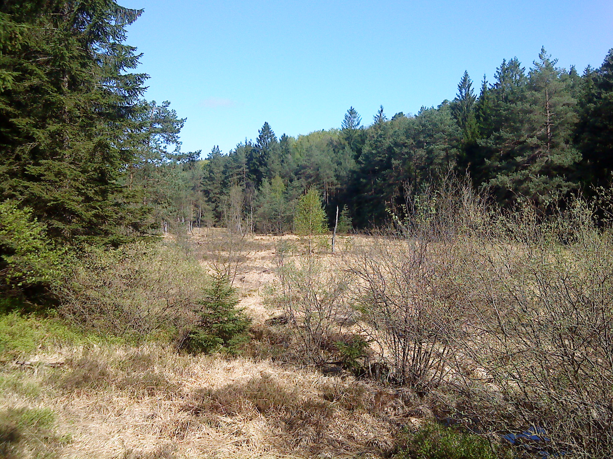 Das Naturschutzgebiet Wiesbüttmoor zwischen Wiesen und Flörsbachtal in Hessen