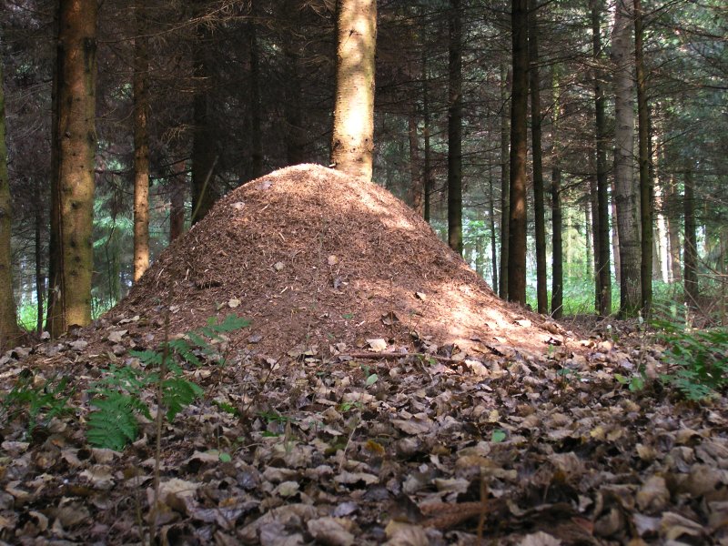 File:Xn ant hill.jpg