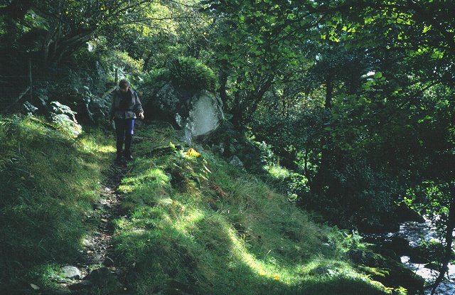 File:Yealand Woods - geograph.org.uk - 34918.jpg