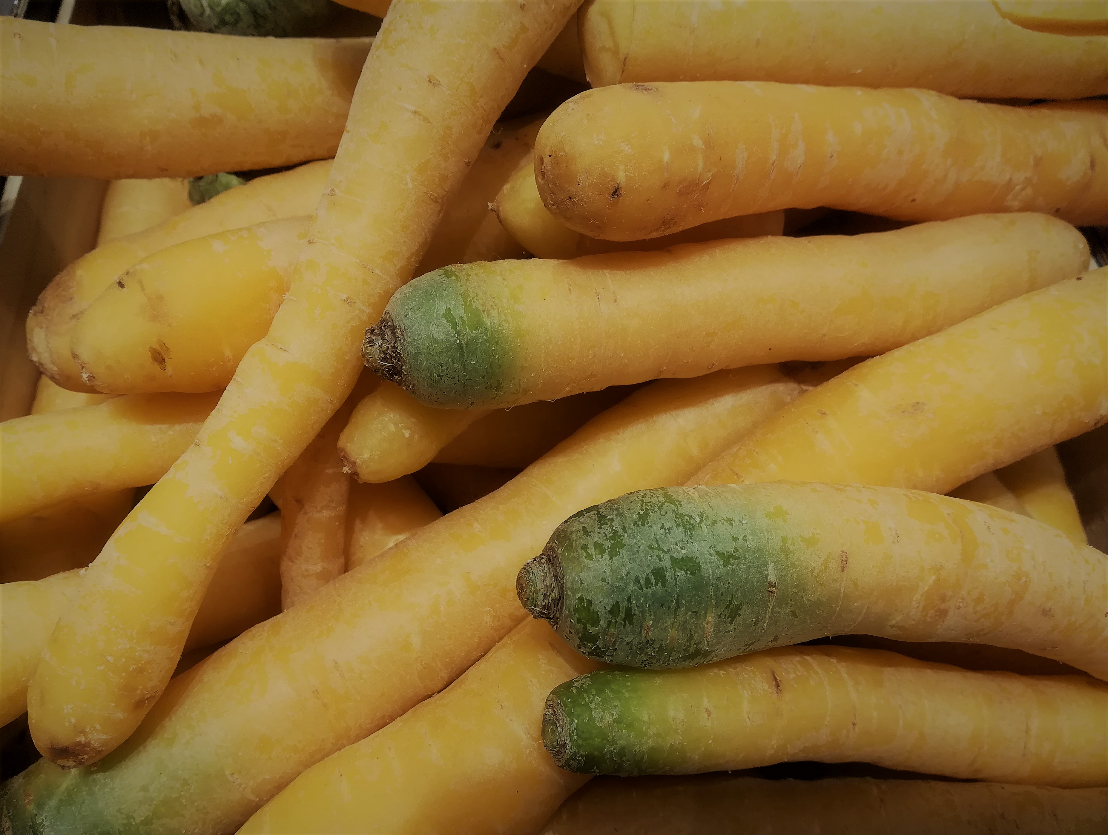 yellow carrot