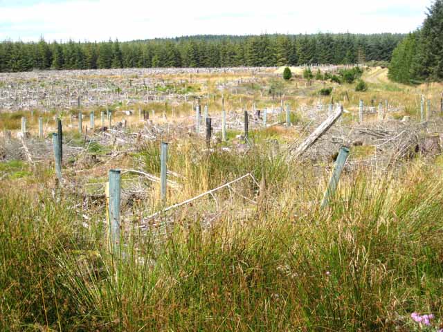 A forest of Tuley Tubes, Harwood Forest - geograph.org.uk - 541500