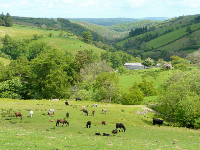 File:A variety of livestock - geograph.org.uk - 1333001.jpg