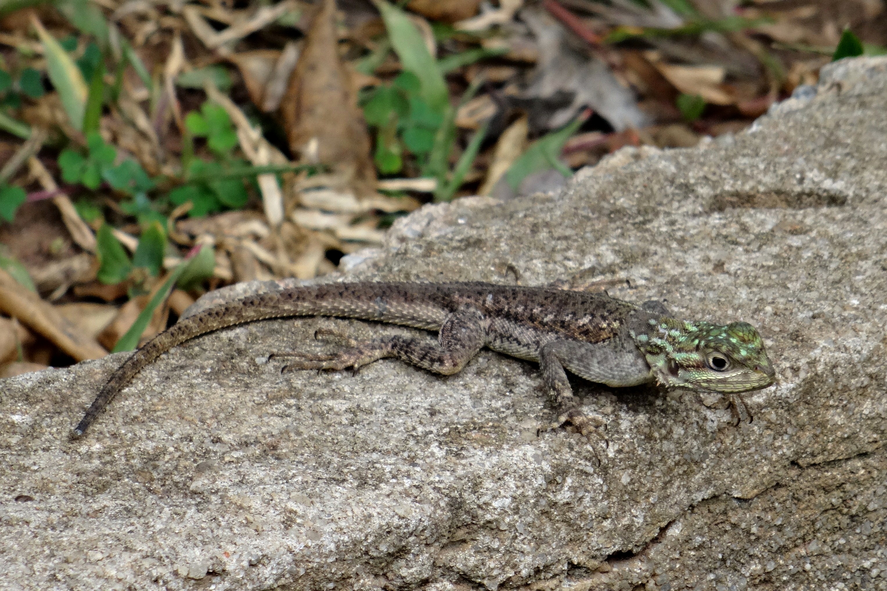 Lizard female. Прыткая ящерица самка. Живородящая ящерица самка. Как выглядит самка прыткой ящерицы. Признаки рахита у ящерицы агама.