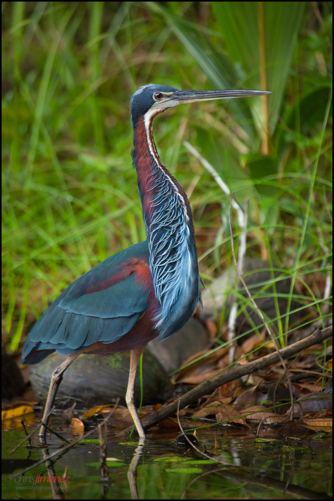 Heron - Wikipedia