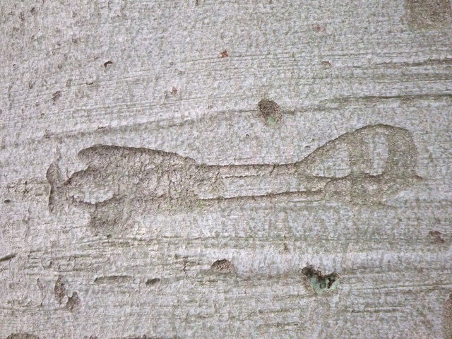 File:Aircraft carving in tree bark - geograph.org.uk - 651698.jpg