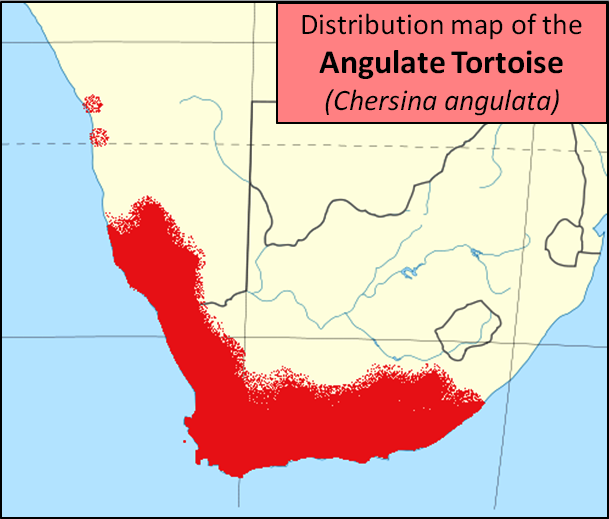 File:Angulate tortoise distribution map - chersina angulata.png