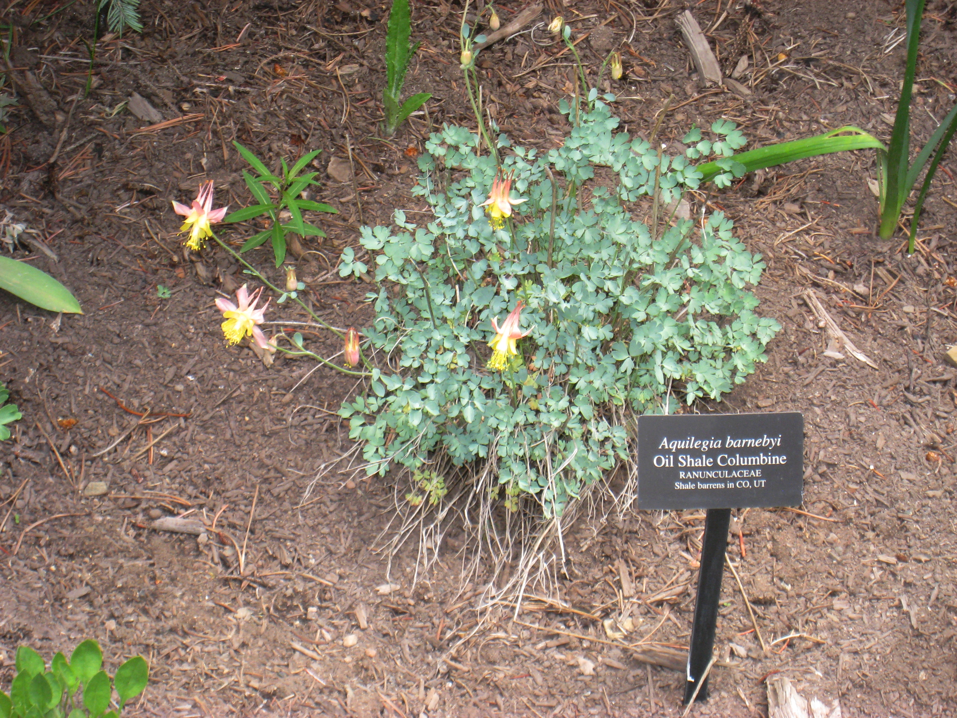 File Aquilegia Barnebyi Betty Ford Alpine Gardens Jpg