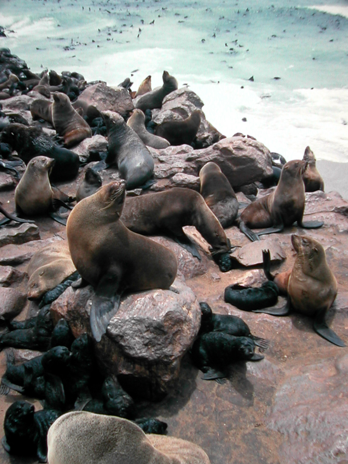 Mexico's fur seals are suffering from alopecia, International