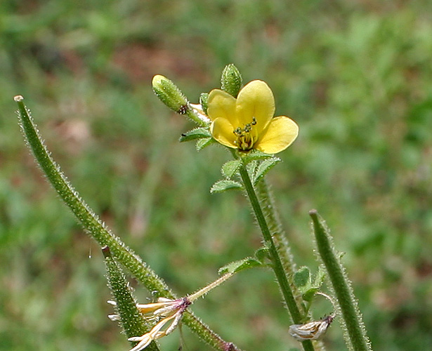 File:Asian spiderflower (Cleome viscosa) in Anantgiri, AP W2 IMG 8889.jpg
