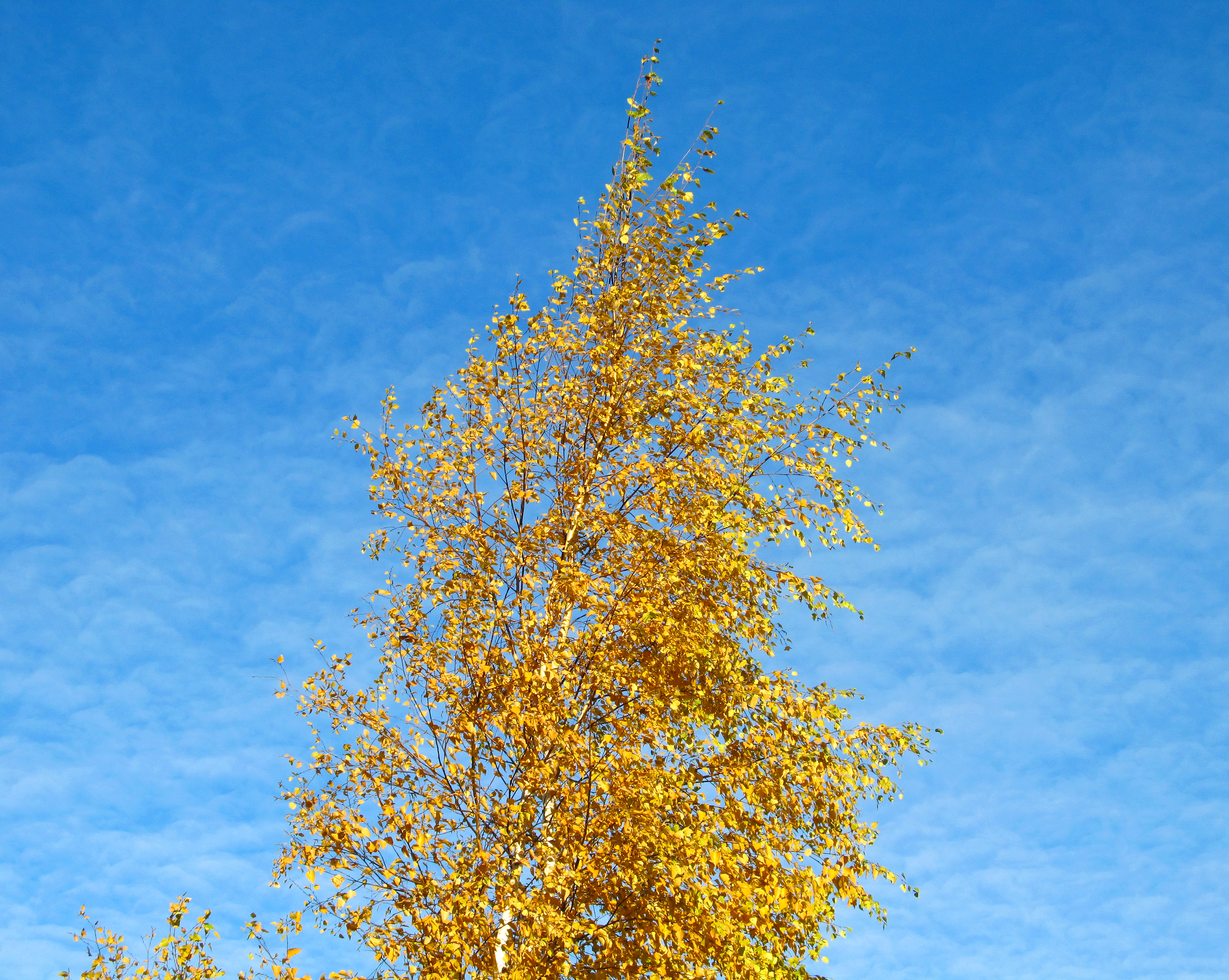 Береза желтая дерево