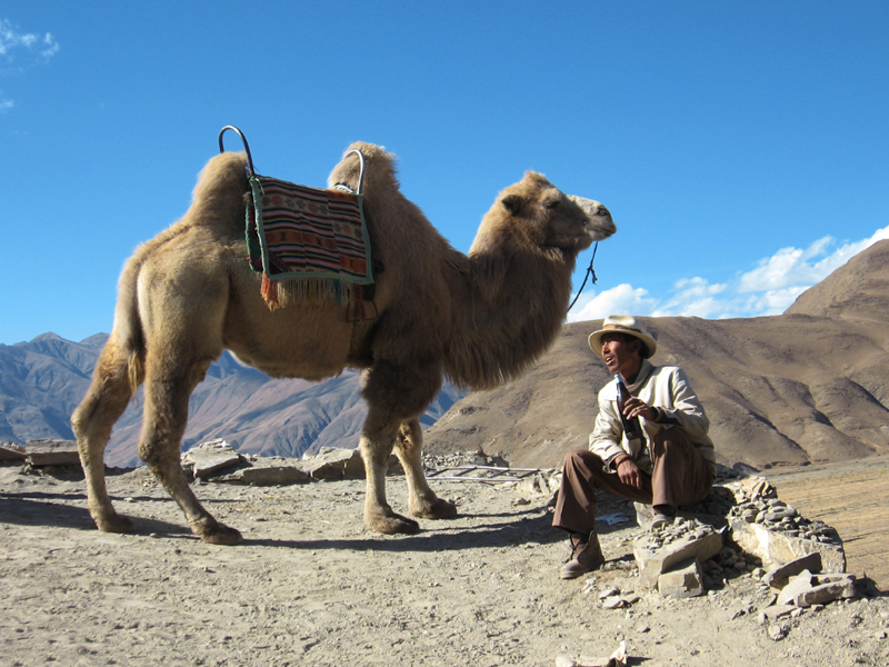 File:Bactrian camel in 2006 Tibet - Único camello de Tibet.jpg