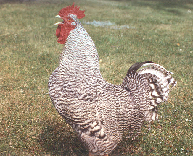 File:Barred Plymouth Rock Rooster 2.jpg