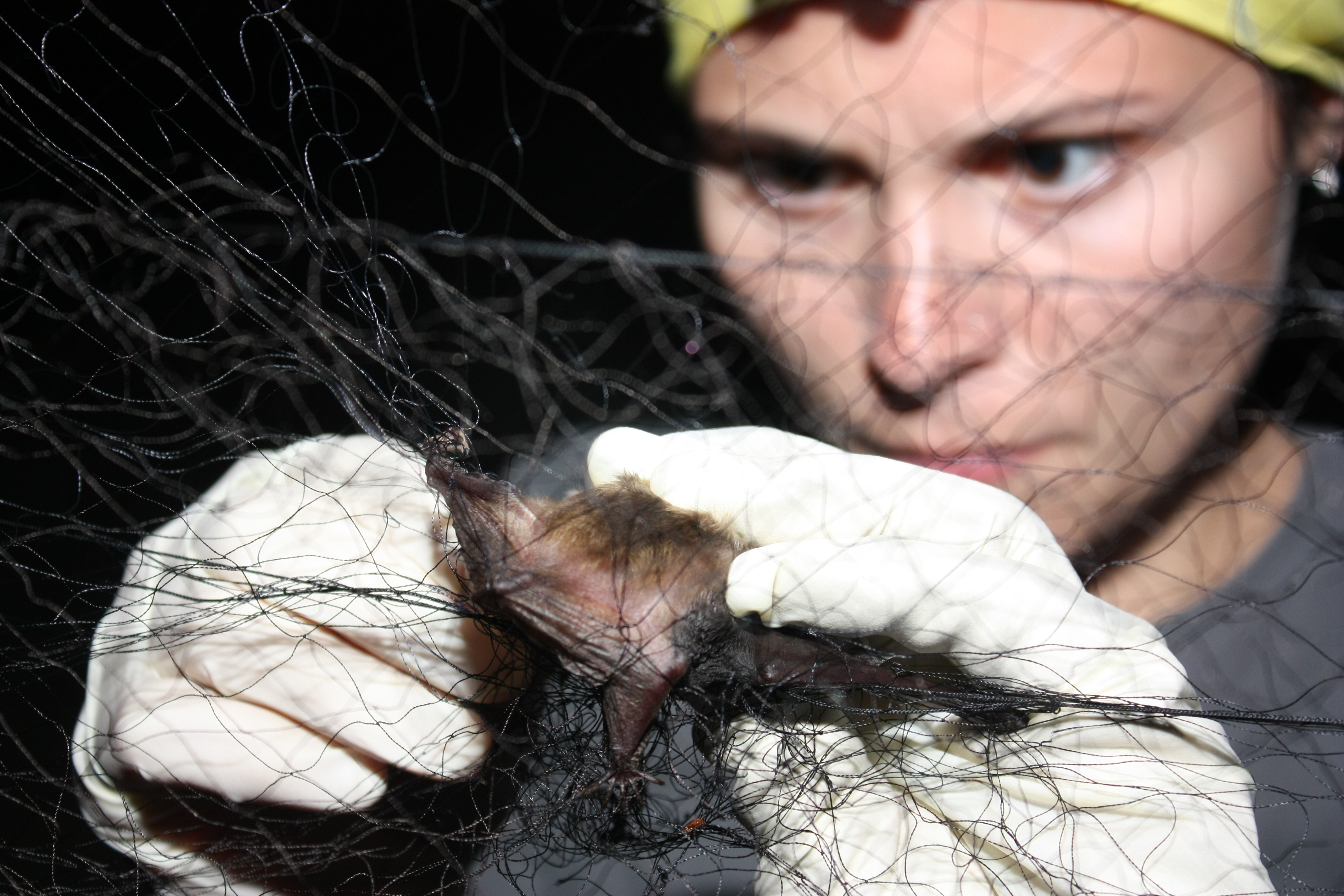 File:Bat caught in a mist net (6022389773).jpg - Wikimedia Commons