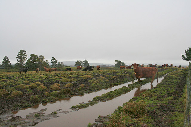 File:Beef cattle on the sodden track by Clunas reservoir - geograph.org.uk - 644929.jpg