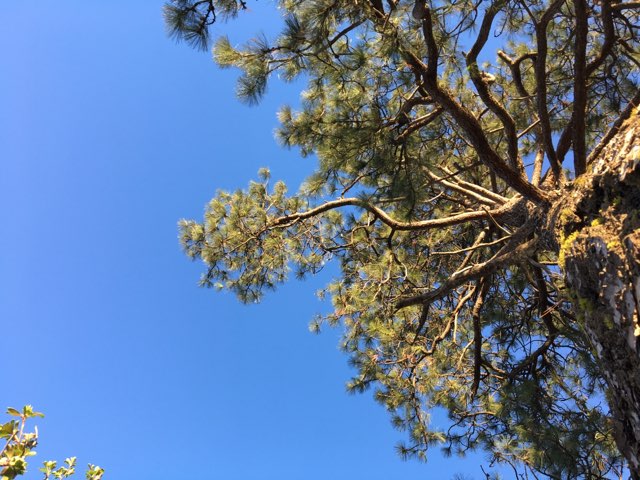 File:Beneath Branches of Treaty Tree.jpg