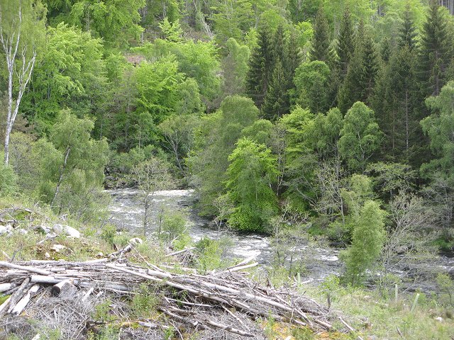 Black Water, Rogie - geograph.org.uk - 448832