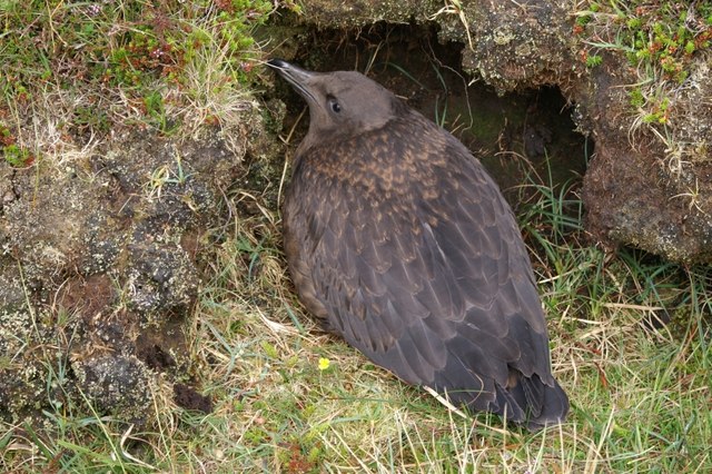 File:Bonxie chick, Skaw - geograph.org.uk - 524484.jpg