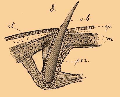 File:Brockhaus-Efron Echiuridea 8.jpg