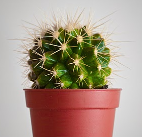 File:Cactus.png