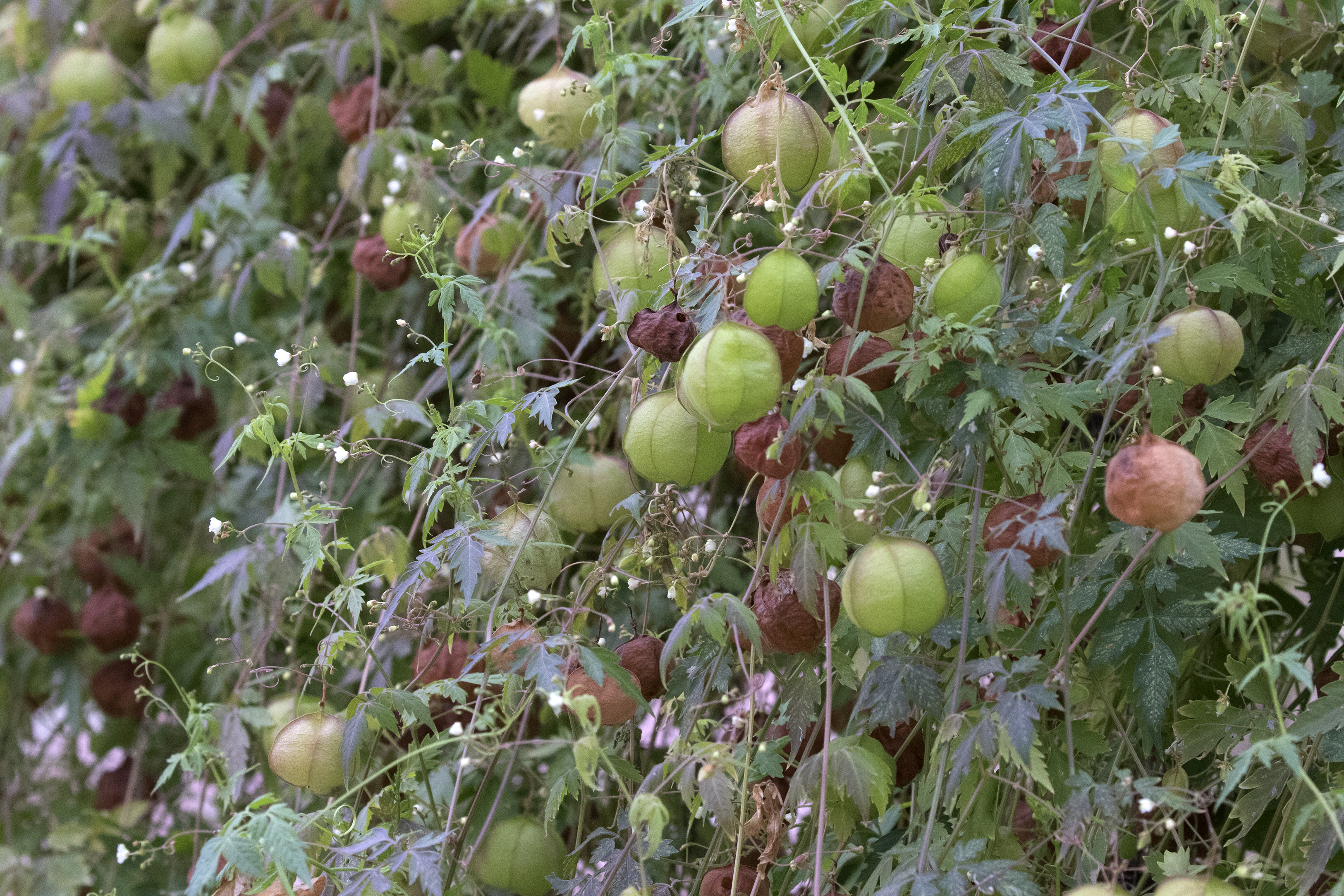 File Cardiospermum Halicacabum Balloon Vine Adana 17 11 19 01 1 Jpg Wikimedia Commons