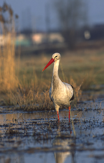 File:Ciconia ciconia (Marek Szczepanek).jpg