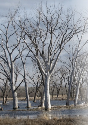 <span class="mw-page-title-main">Cold Springs National Wildlife Refuge</span> Protected area in Oregon, United States