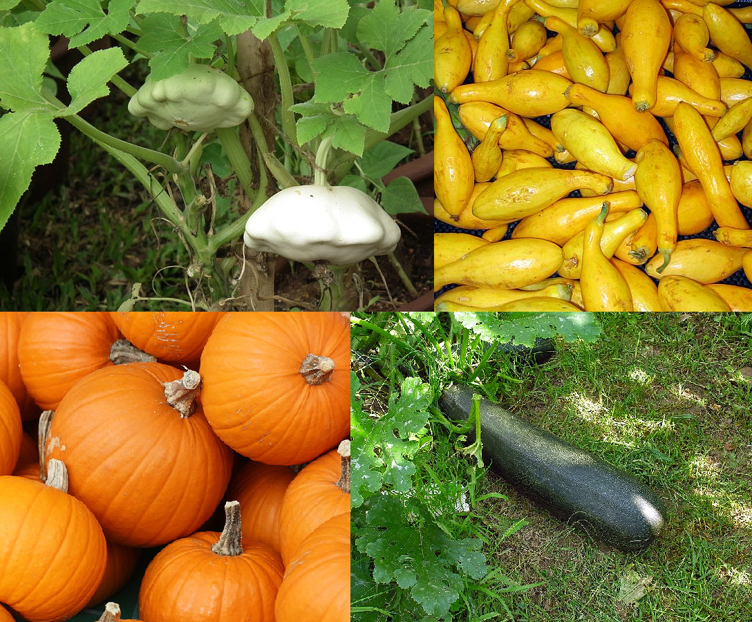 Butternut squash - Wikipedia