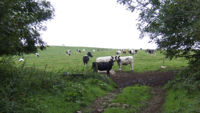 File:Dairy cattle on Crift Downs - geograph.org.uk - 574154.jpg