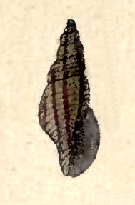 <i>Daphnella varicosa</i> Species of gastropod