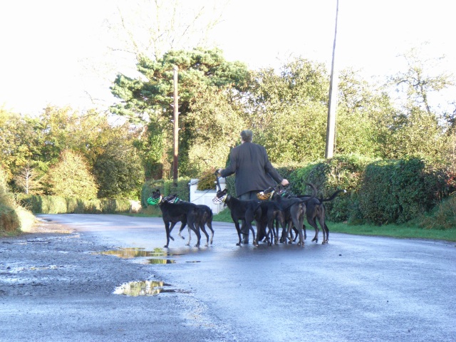 File:Dog Walking in Churchtown, Co. Meath - geograph.org.uk - 601305.jpg