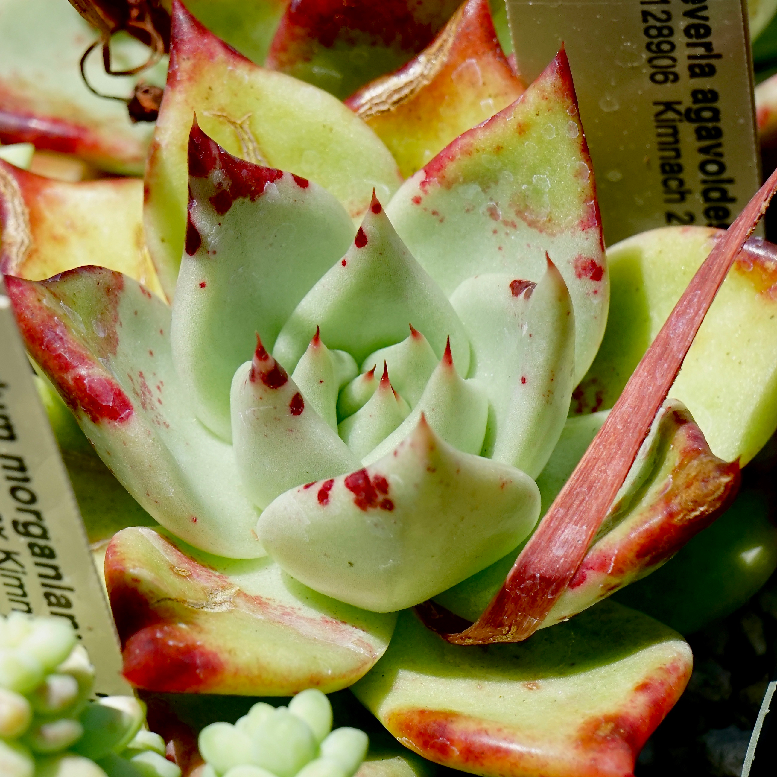 echeveria agavoides flower