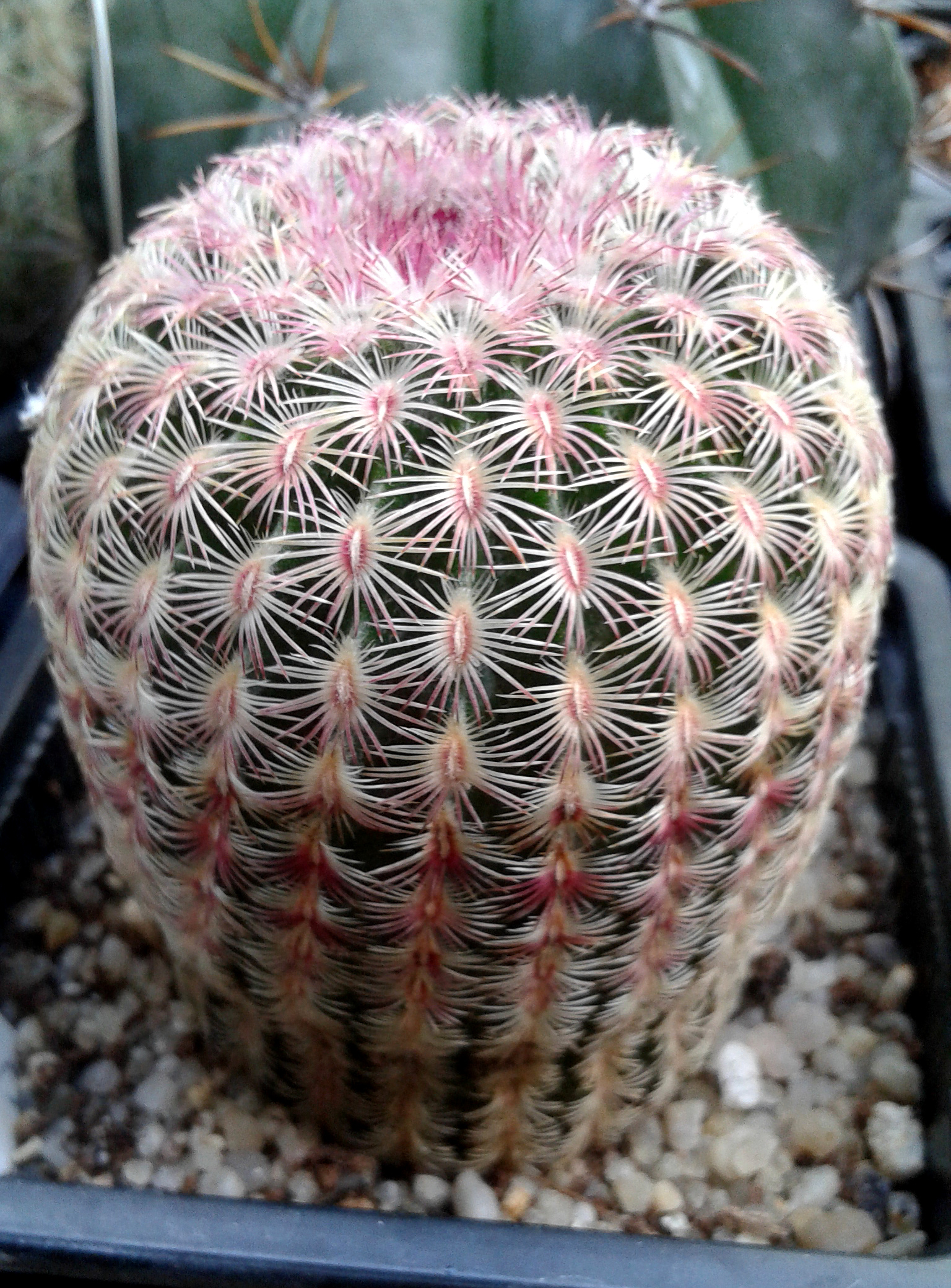 Эхиноцереус жестчайший Echinocereus rigidissimus