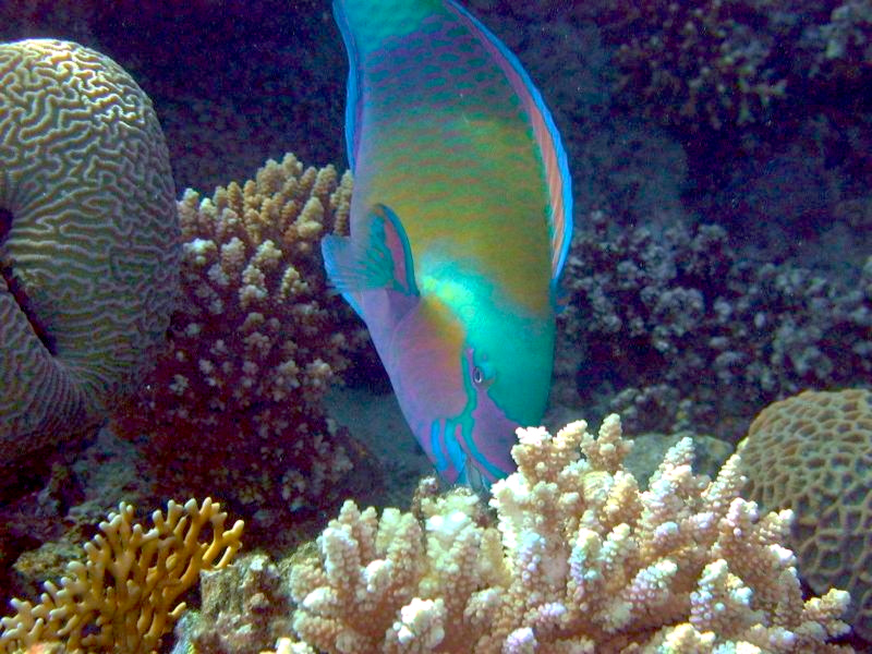 File:Eilat Scuba Parrotfish.JPG