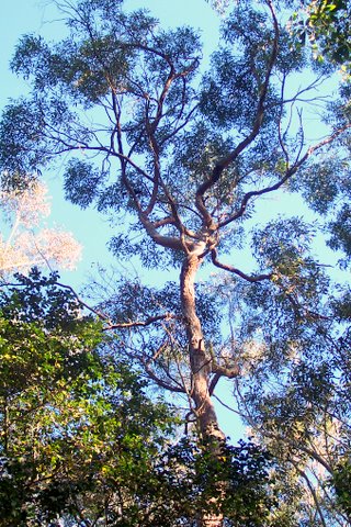 Eucalyptus resinifera