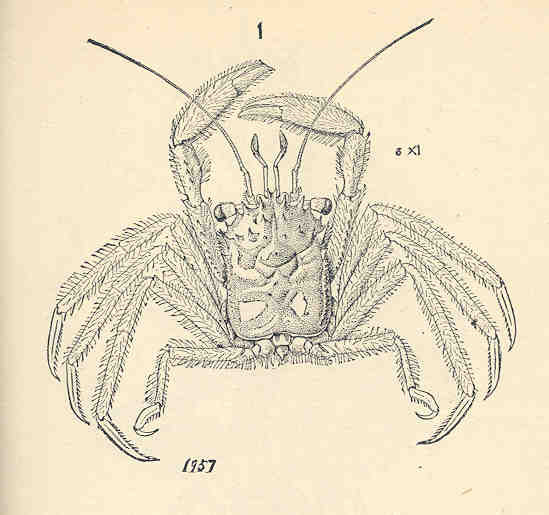 File:FMIB 35514 Homola barbata.jpeg